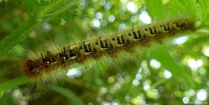 Chenille sur ronce, le 4 mai 2013, Bouresse, Poitou-Charentes (34).jpg