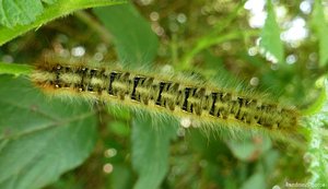 Chenille sur ronce, le 4 mai 2013, Bouresse.jpg