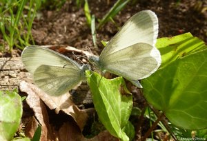 Piéride, noeud papillon, Bouresse, Poitou-Charentes, 12 mai 2013.jpg