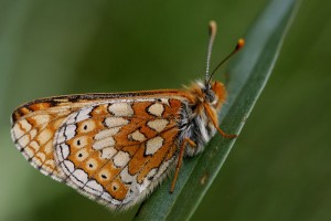 Euphydryas aurinia (4.jpg