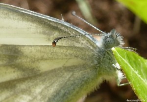 Papillon Piéride du Lotier, Piéride de la moutarde, noeud papillon, 12 mai 2013 (57).jpg