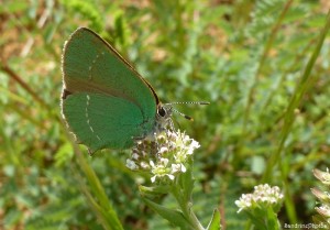 Argus vert sur Passerage champêtre, Callophrys rubi, Thécla de la Ronce, Bouresse, Poitou-Charentes, le 17 Mai 2013.jpg