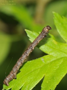 20130519_Colotois_pennaria_L_44_§.jpg