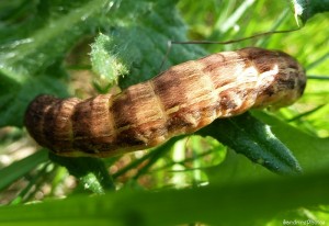 Chenille sur pissenlit, Bouresse, 20 avril 2013  (1).jpg