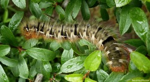 Chenille sur prunellier, 6 cm, Bouresse, Poitou-Charentes, 25 mai 2013 (27).jpg