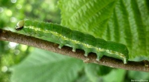 Chenille verte bande blanche et jaune sur aulne, Bouresse, 25 mai 2013 (7).jpg