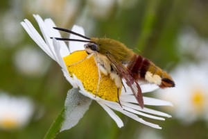 Sphinx bombyliforme (Hemaris tityus)[2].jpg