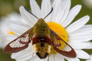 Sphinx bombyliforme (Hemaris tityus) [1].jpg