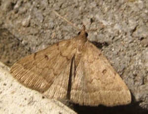 4276 Noctuidae Z Z... 2008.07.24 (1p%).JPG