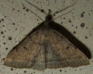 4276 Noctuidae Z Z... 2008.07.24 (2p%).JPG