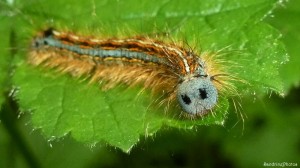 Chenille de la Livrée-Malacosoma neustria-Lasiocampidae Goberté, 31 mai 2013 (94).jpg