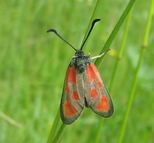 Zygaena Aarts Tineke 46 23052009.jpg