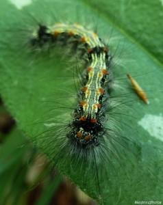 Chenille sur Pulmonaire officinale,  Bouresse, 03 juin 2013 (7).jpg