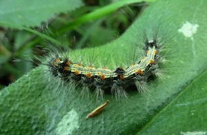 Chenille sur Pulmonaire officinale,  Bouresse, 03 juin 2013 (6).jpg