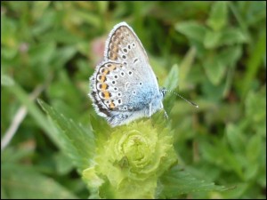 ph 014.jpg
