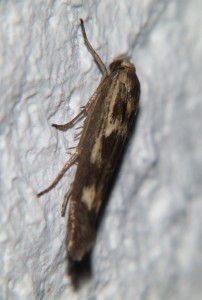 Scythris limbella.JPG