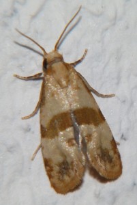 Phalonidia contractana (1).JPG