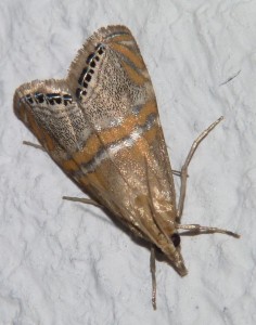 Euchromius bella (2).JPG