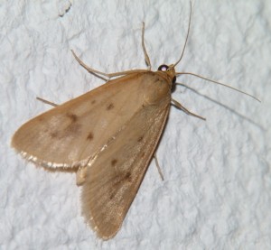 Achyra nudalis.JPG