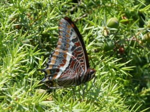 Pacha à 2 queues Jason Nymphale de l'arbousier Charaxes jasius St Jean de Cuculles (6).JPG