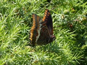 Pacha à 2 queues Jason Nymphale de l'arbousier Charaxes jasius St Jean de Cuculles (5).JPG