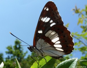 Sylvain azuré, Azuritis reducta, Papillons de jour, Butterflies, Bouresse, Poitou-Charentes (10).jpg