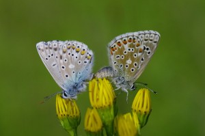 Polyommatus bellargus_ROT1877.JPG