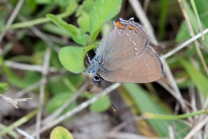 Satyrium Sp..jpg