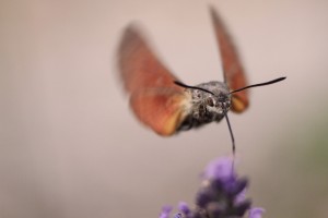 Macroglossum copie-0127.jpg