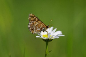 Euphydryas aurinia_ROT2399.JPG