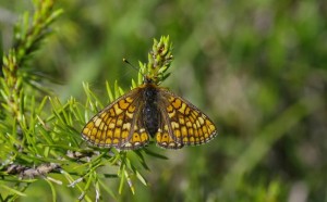 Le Damier de la Succise(Euphydryas aurinia)_ROT2347.JPG