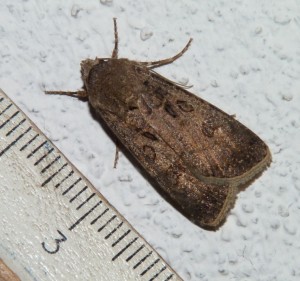 Noctuelle des Moissons Agrotis segetum (2).JPG