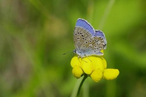 Polyommatus thersites(Azuré de Chapman- OU aussi Azuré de l'hesparcette-76.JPG