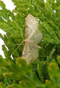 Scopula immistaria-redim800.JPG