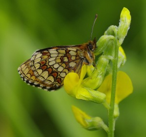 Melitaea athalia.JPG