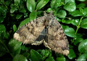 La Maure, Mormo maura, Papillon de nuit, Bouresse, Poitou-Charentes, 3 juillet 2013 (10).jpg