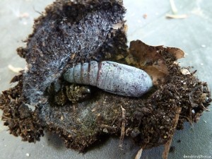 Chrysalide de Mormo maura, Noctuidae, Bouresse, 27 mai 2013 (55).jpg