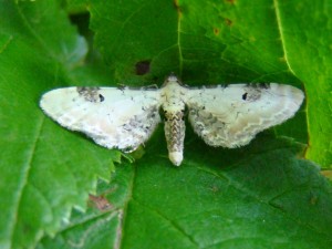 Eupithecia centaureata.JPG