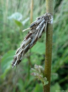 Fourreau de Psychidae, Papillon de nuit, Bouresse, 5 juillet 2013 (26).jpg