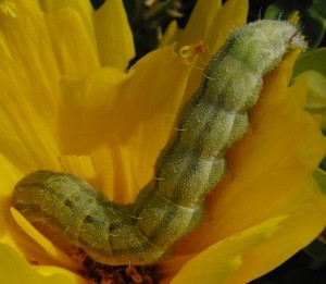 chenille fleur jaune 2009.06.19 (2p%).JPG