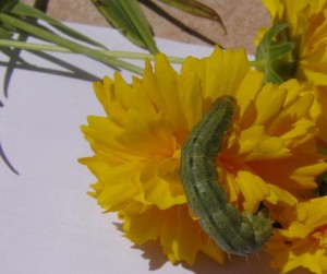 chenille fleur jaune 2009.06.20 (13p%).JPG