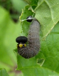 Chenille de Carcharodus alceae, Grisette, sur feuille de mauve, Jardin, Bouresse, 4-07-2013 (1).jpg