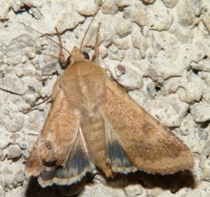 Heliothis.JPG