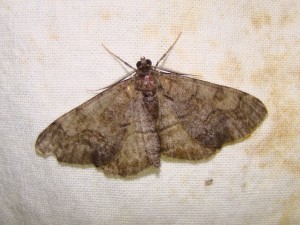 DSC07449 - Copie.JPG