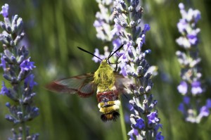 Hemaris fuciformis.ppc-3166.jpg