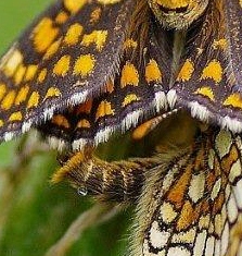 Mélitées du melampyre ou Damier athalie(Melitaea athalia)_ROT2902 - Copie.jpg