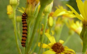 La Goutte de sang, chenille de Tyria jacobaeae - Arctiidae, Bouresse, Poitou-Charentes, 13 juillet 2013.jpg