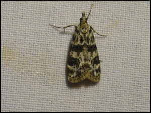 Scoparia sp 01.jpg