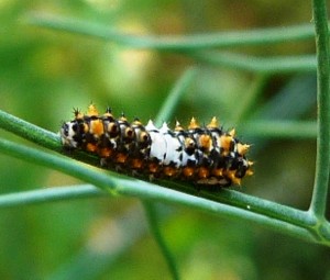 chenille 15 juillet 2013.jpg