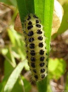 Chenille de Zygaena, Bouresse, 15 juillet 2013 (21).jpg